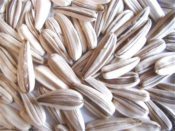 6 葵瓜子 sunflower seeds.jpg