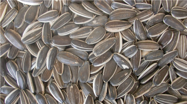 2 葵瓜子 sunflower seeds.jpg