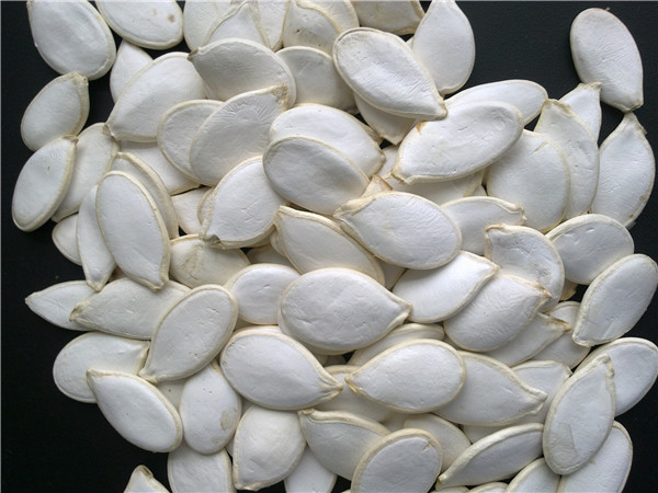 2 南瓜子 pumkin kernels.jpg