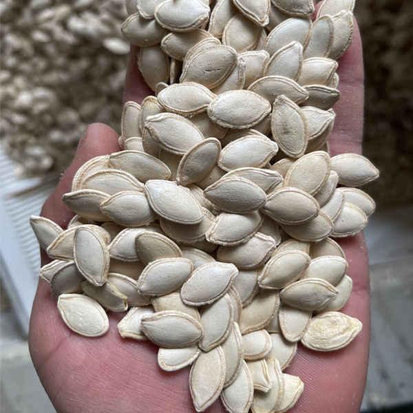 Pumpkin Seeds